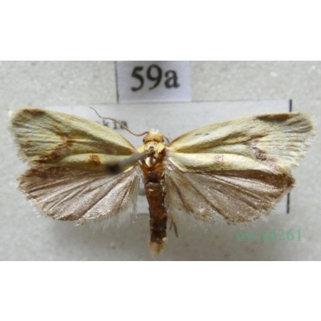 Agapeta hamana (Linnaeus, 1758) Slovakia59a